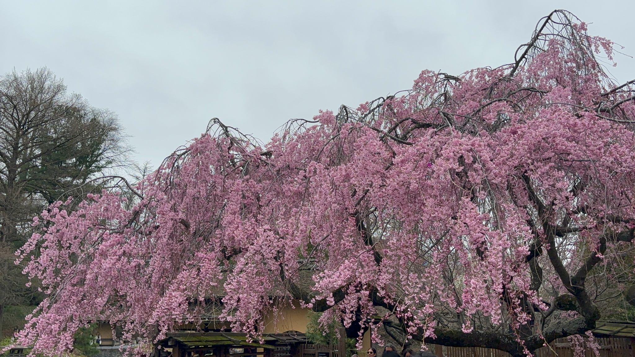 Into the Brooklyn Botanic Garden