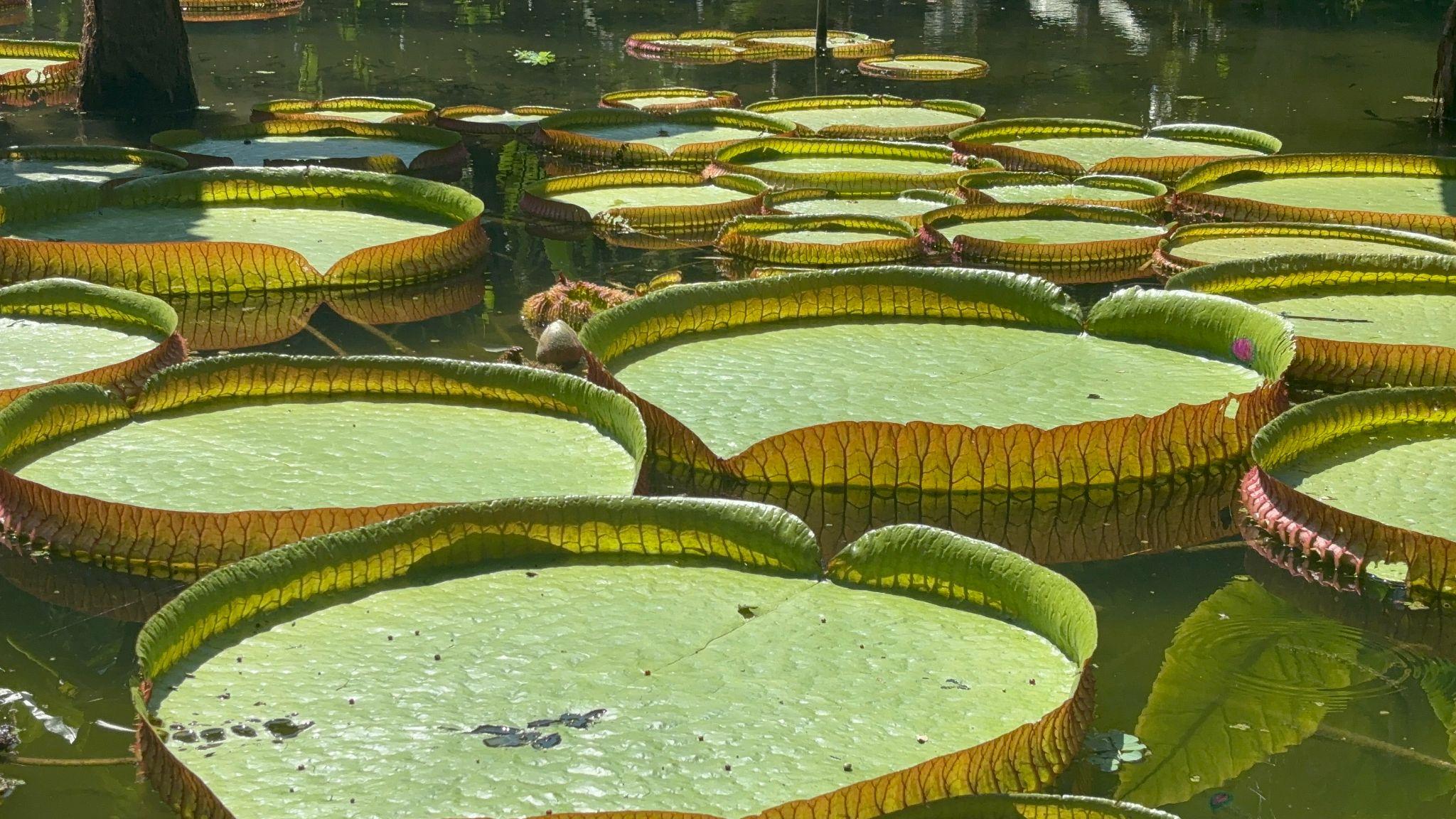 Rio’s Botanical Garden Is One of the Calmest, Strangest Highlights of the City